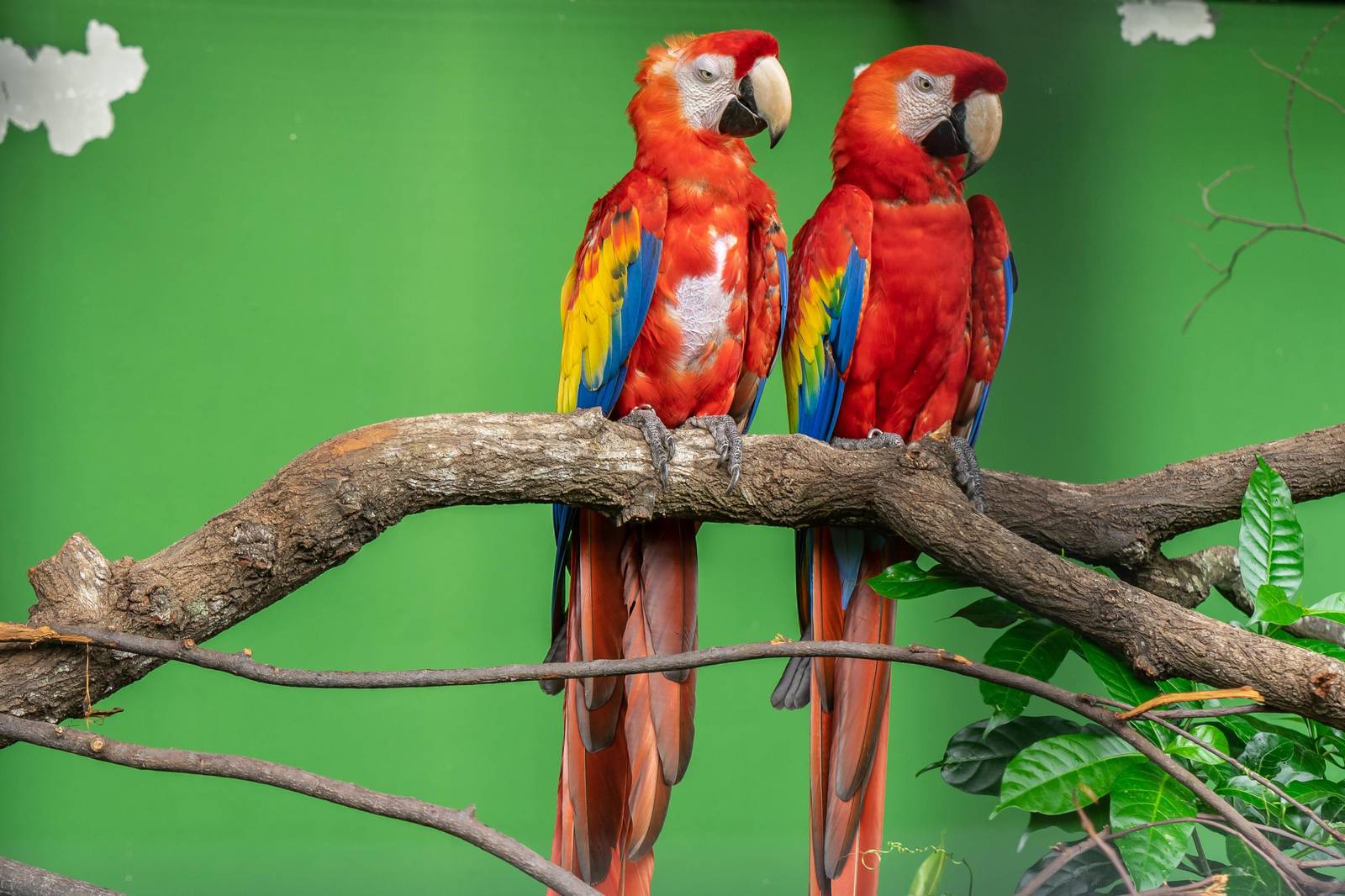 Vibrant Macaws on Branch Wall Art