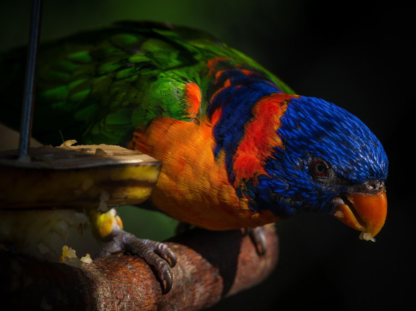 Vibrant Rainbow Lorikeet Art Wall Art