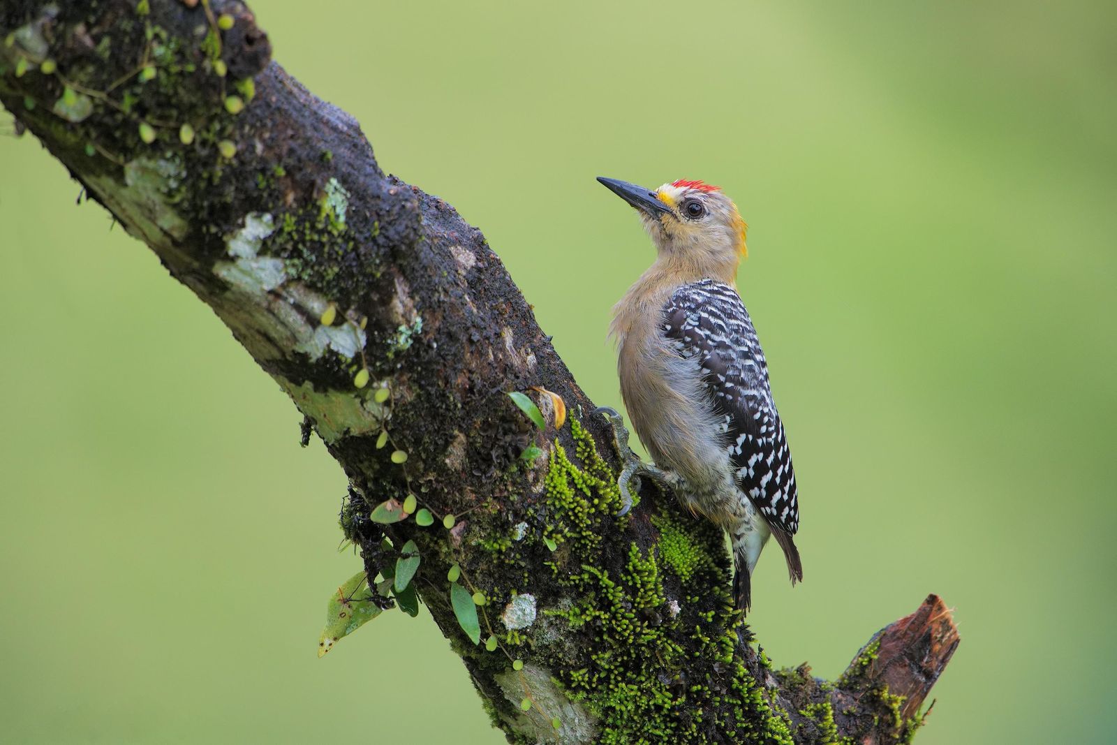 Vibrant Woodpecker on Mossy Branch Wall Art