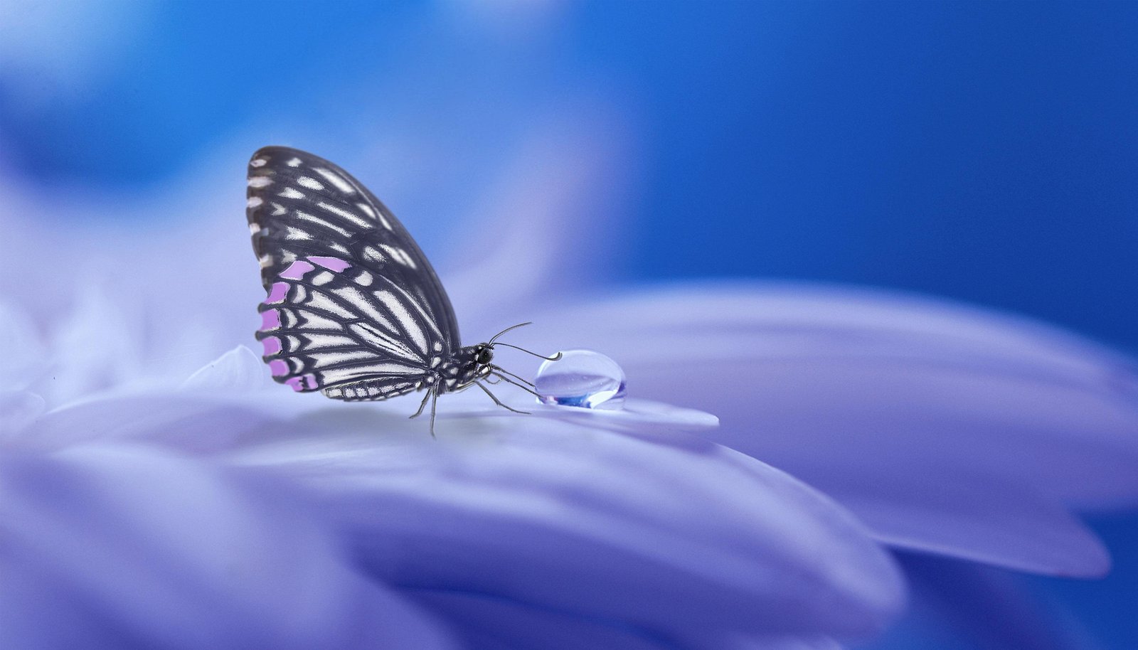 Tranquil Butterfly & Dewdrop Wall Art