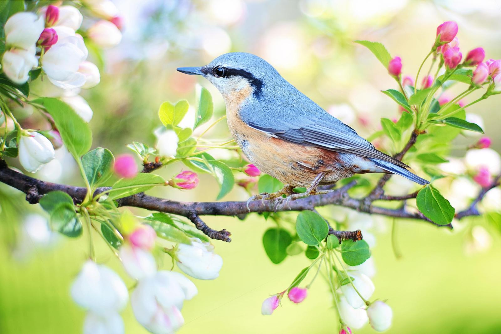 Nuthatch Bird Spring Blossom Wall Art