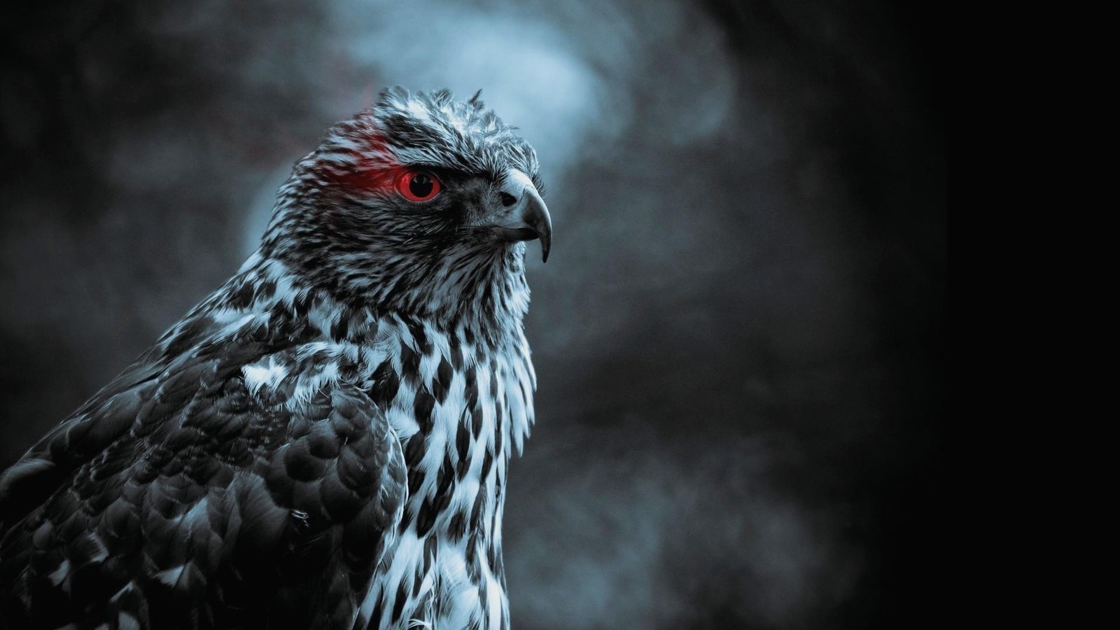 Mystic Eagle with Red Eyes Wall Art