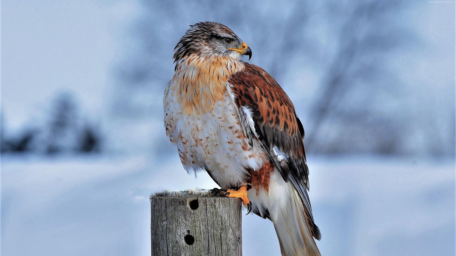 Majestic Hawk Snowy Perch Wall Art