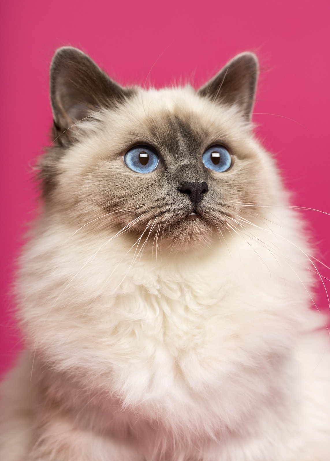 Majestic Blue-Eyed Cat Wall Art