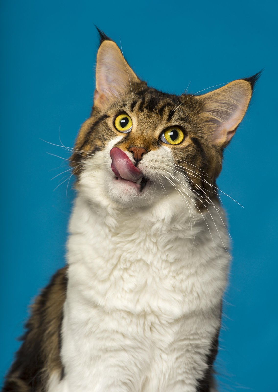 Playful Maine Coon Licking Lips Wall Art