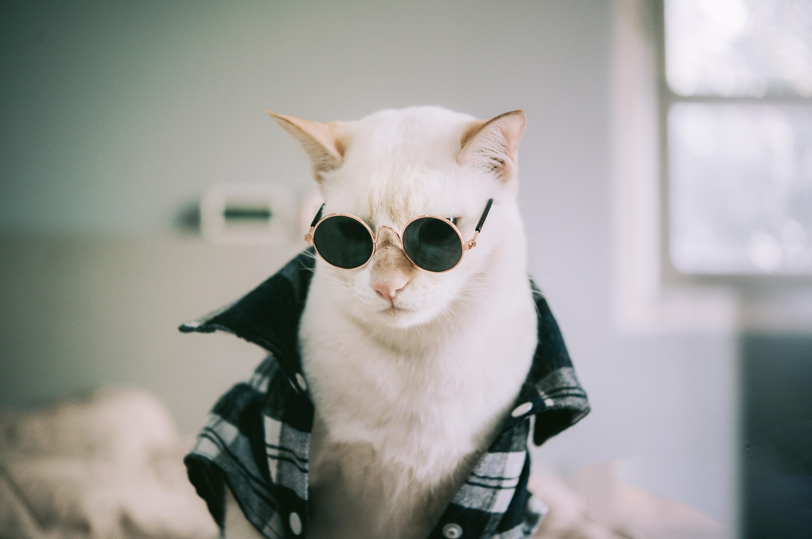 Cool Cat in Sunglasses Wall Art