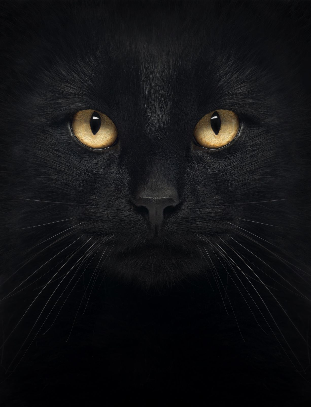Mystic Black Cat Gaze Wall Art