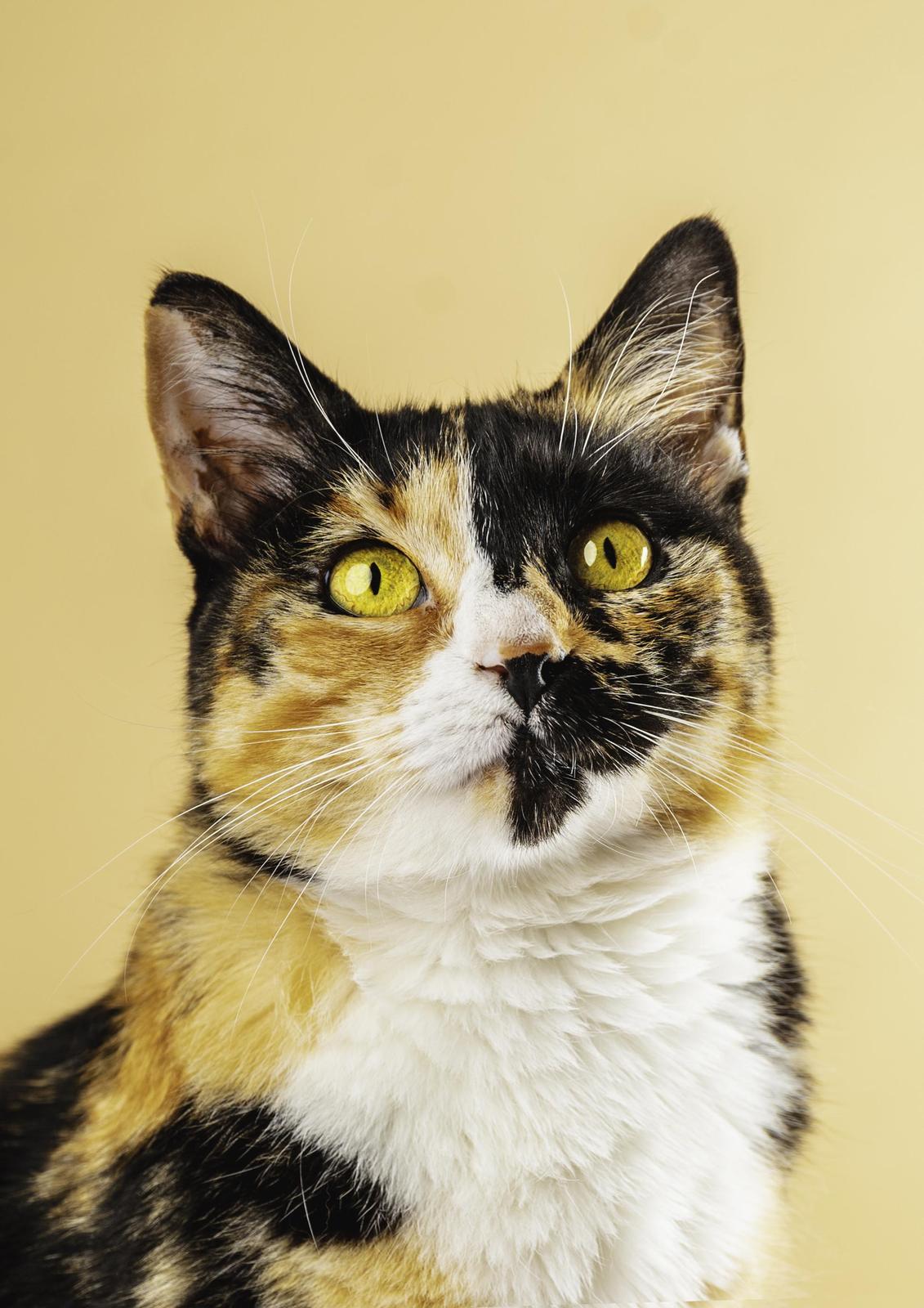 Striking Tortoiseshell Cat Portrait Wall Art