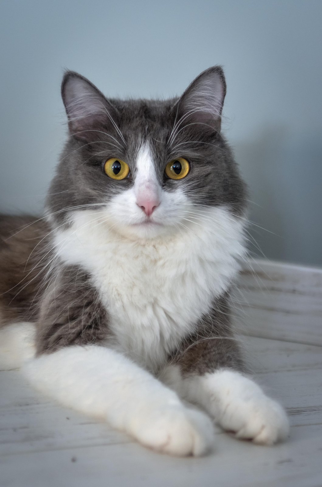 Majestic Grey & White Cat Portrait Wall Art