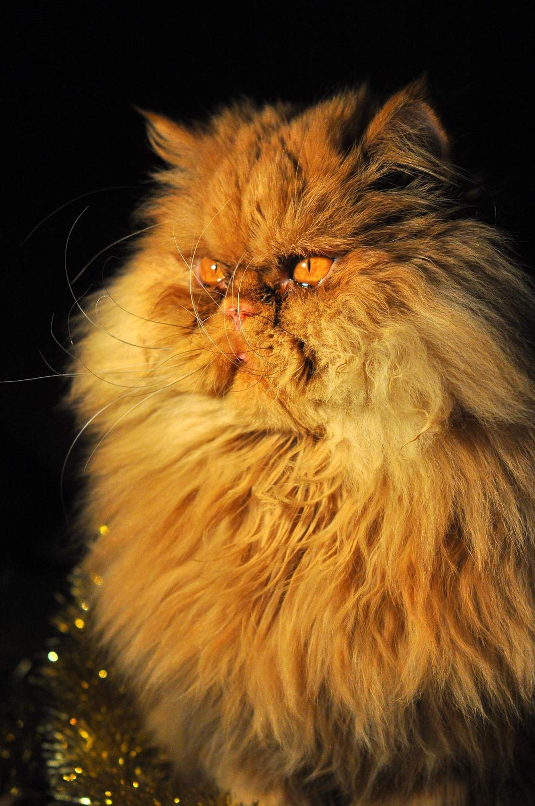 Majestic Persian Cat Portrait Wall Art