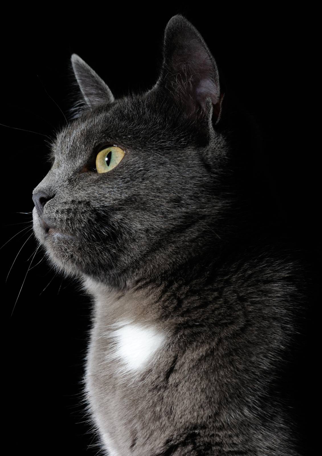 Elegant Gray Cat Portrait Wall Art