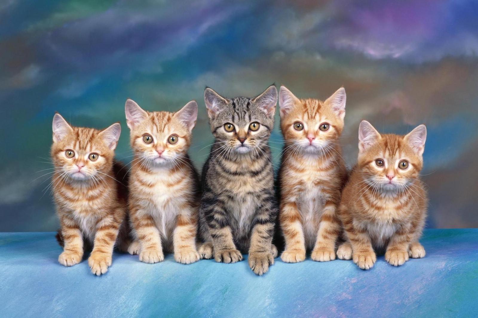 Adorable Kitten Family Wall Art
