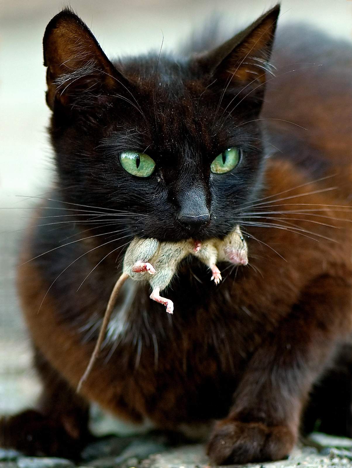 Mysterious Black Cat with Green Eyes Wall Art