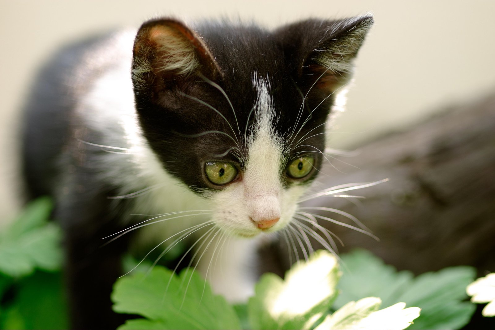 Curious Kitten Green Eyes Black & White Wall Art