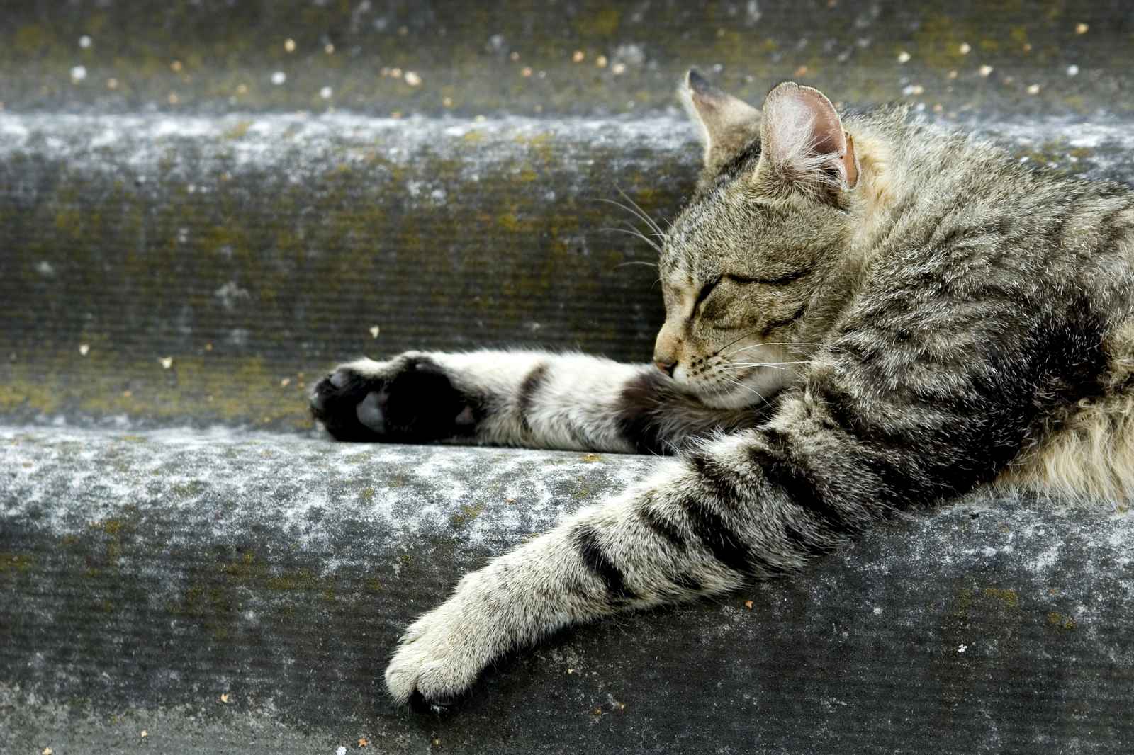 Peaceful Tabby Cat Sleeping Wall Art