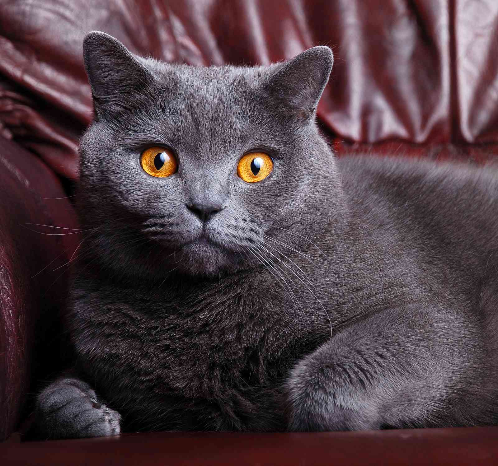 Majestic Grey Cat Portrait Wall Art