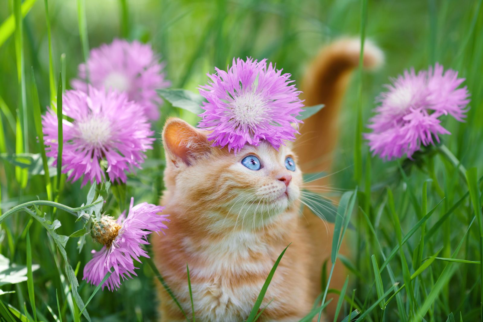 Adorable Kitten With Flower Crown Wall Art