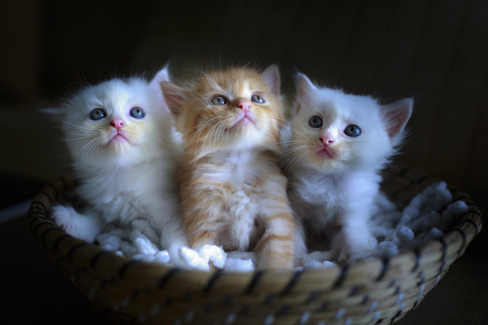 Adorable Triple Kitten Basket Wall Art
