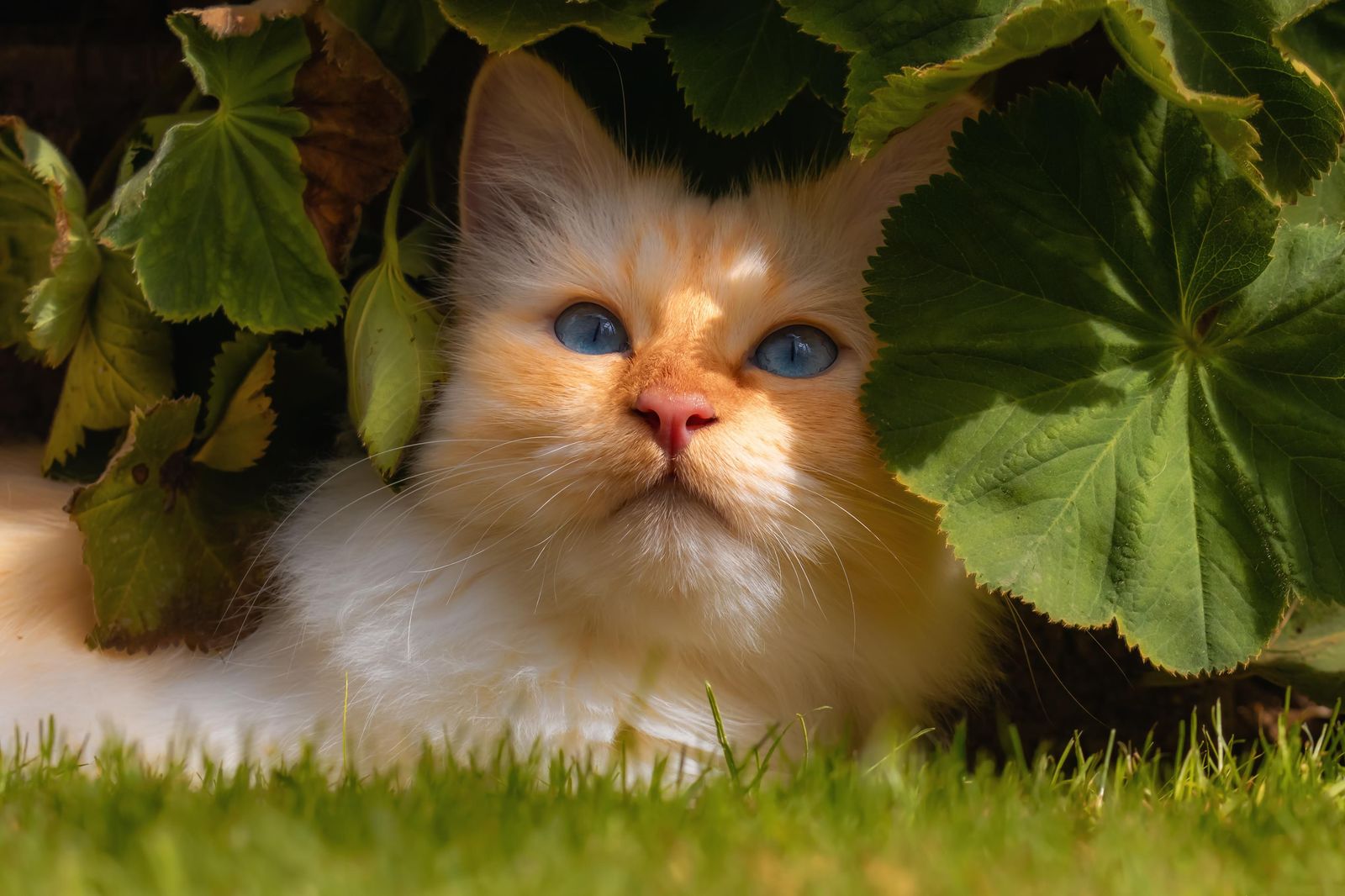 Captivating Blue-Eyed Kitty Among Greenery Wall Art