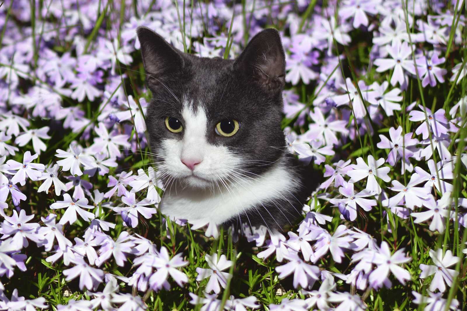 Charming Cat Among Flowers Wall Art