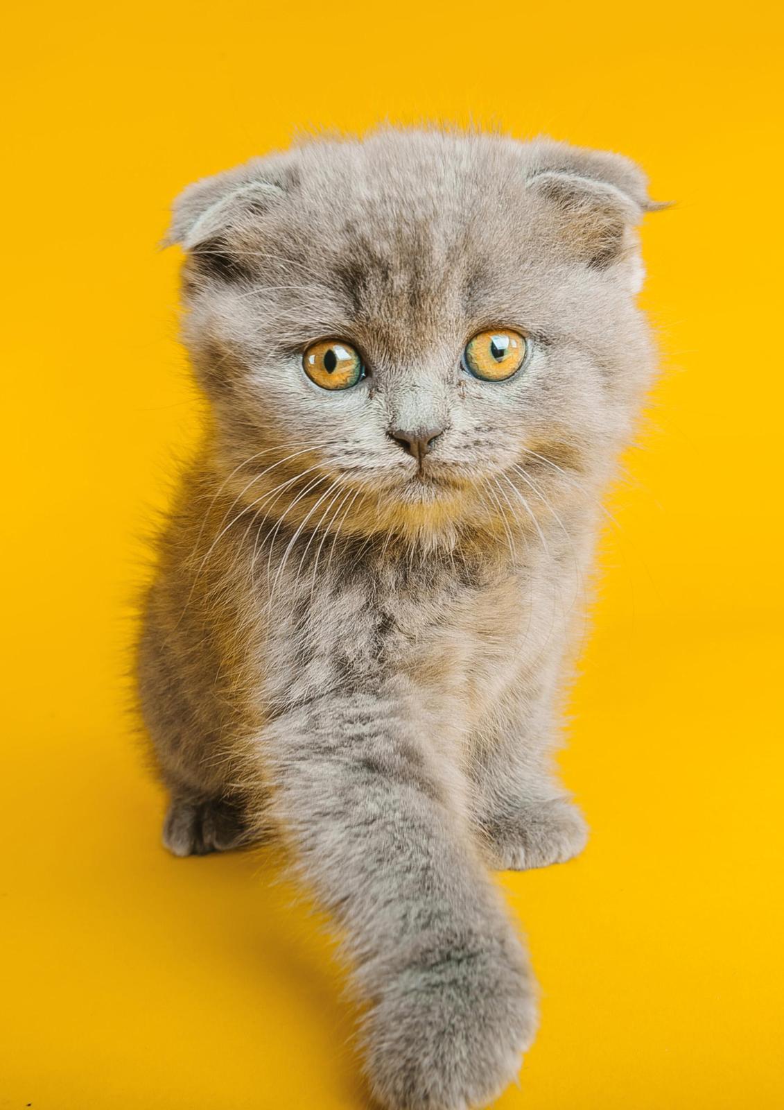 Adorable Scottish Fold Kitten Yellow Wall Art