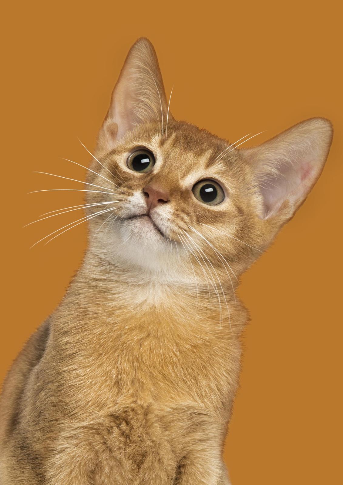 Curious Abyssinian Cat Portrait Wall Art