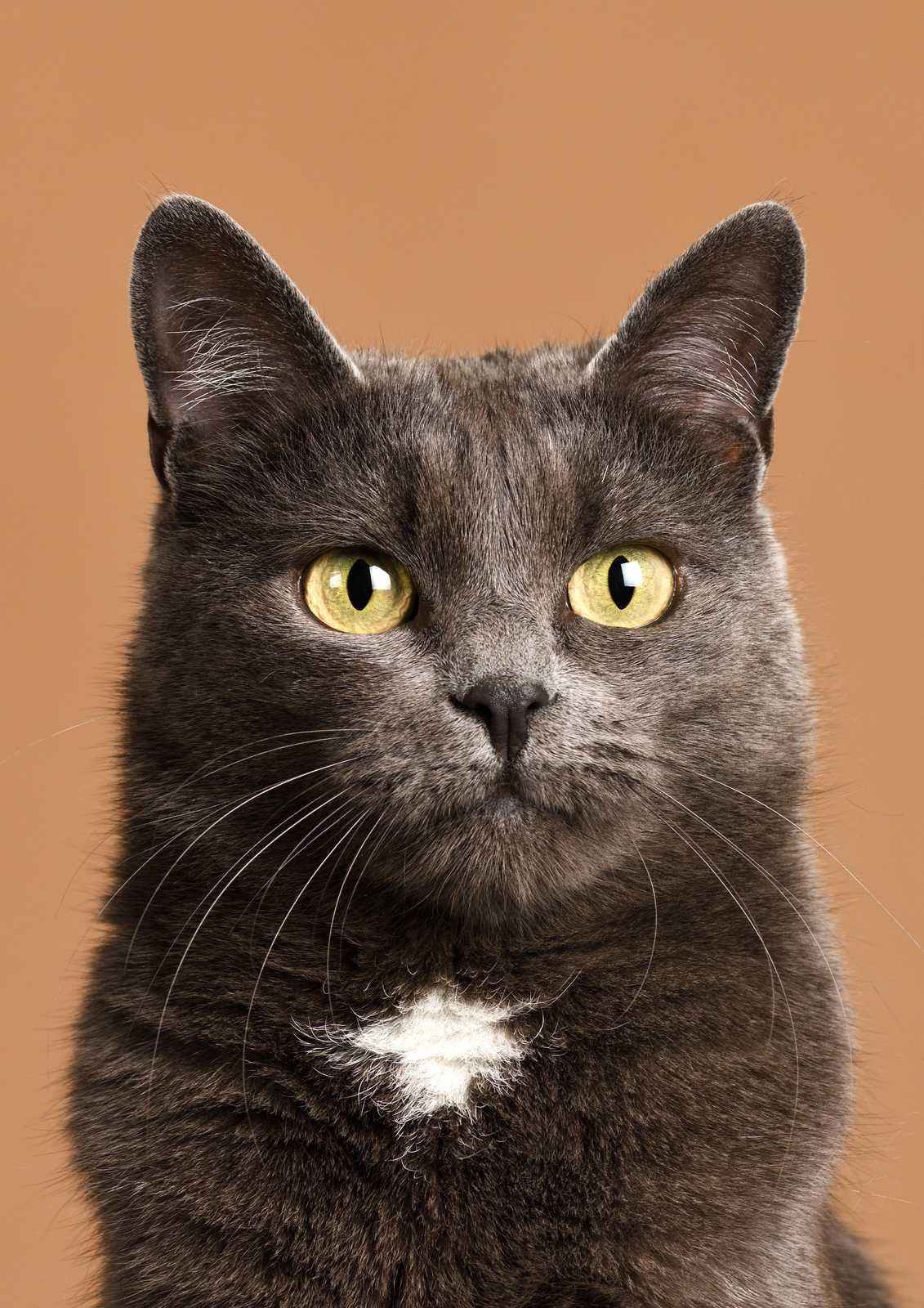 Captivating Grey Cat Portrait Wall Art