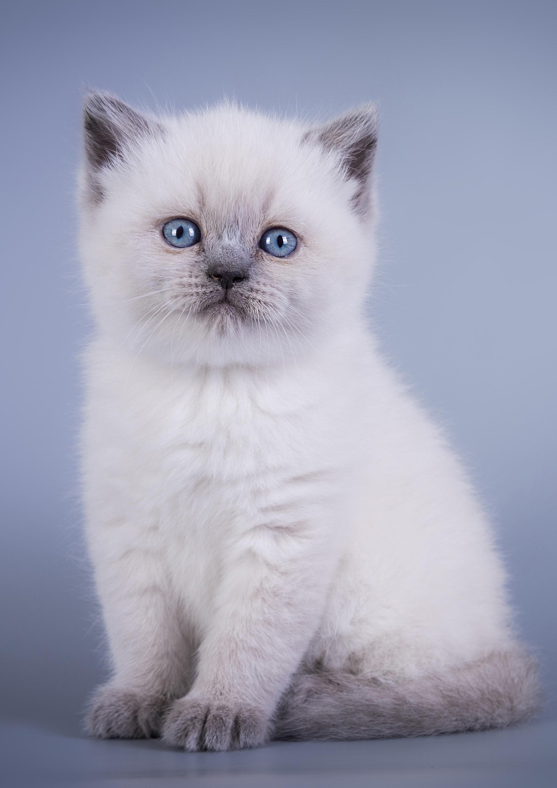 Adorable Blue-Eyed Kitten Wall Art