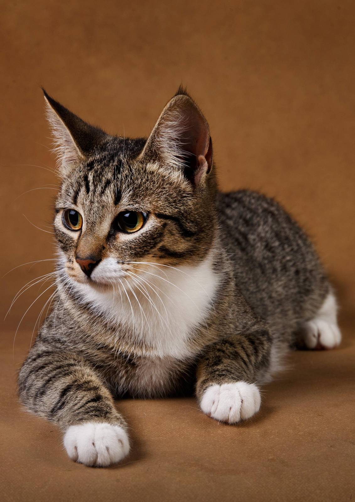 Cute Tabby Cat Portrait Wall Art