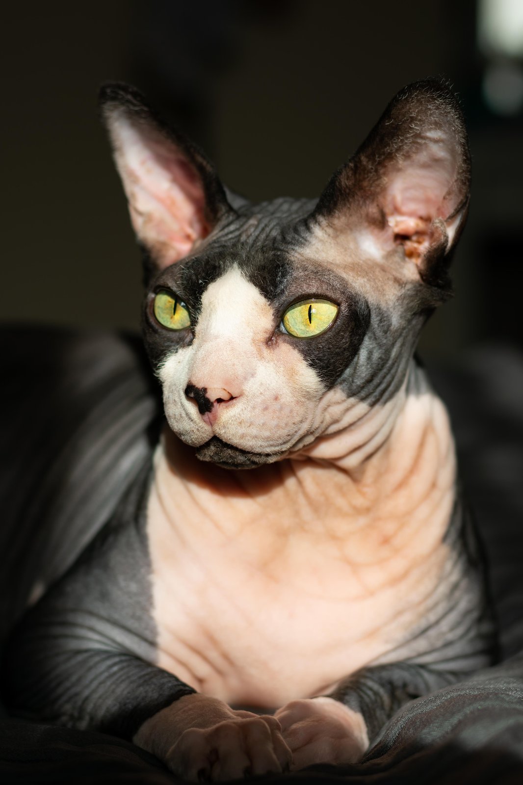 Striking Sphynx Cat Portrait Wall Art