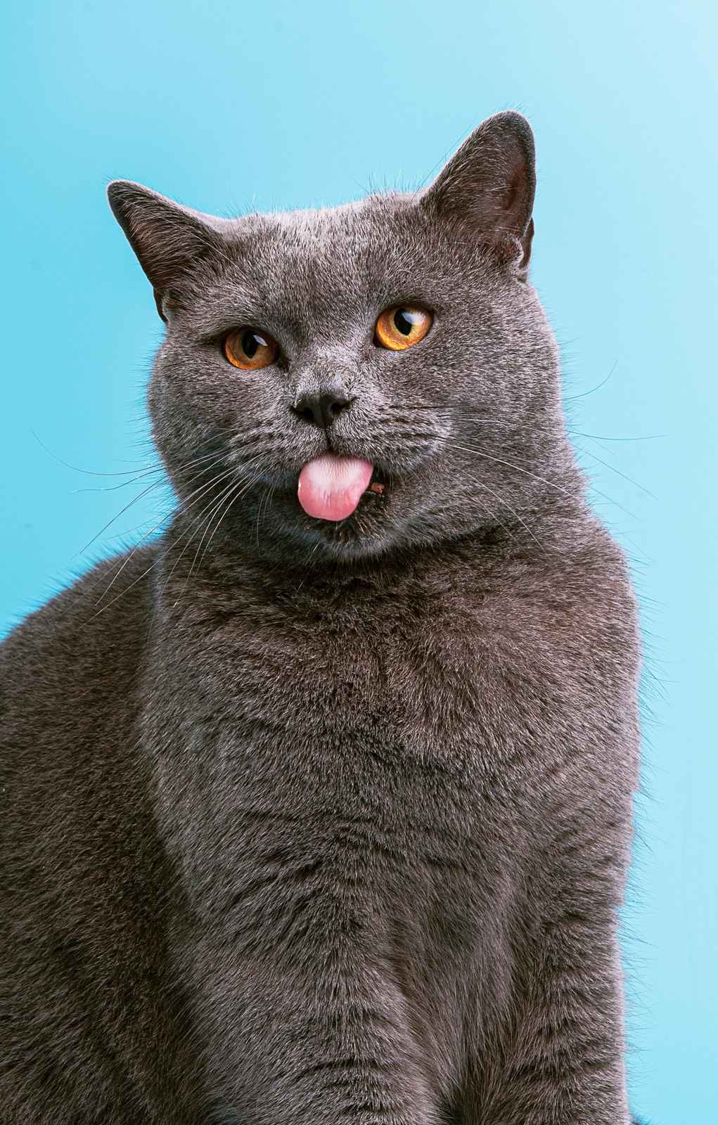 Funny Grey Cat Sticking Tongue Out Wall Art