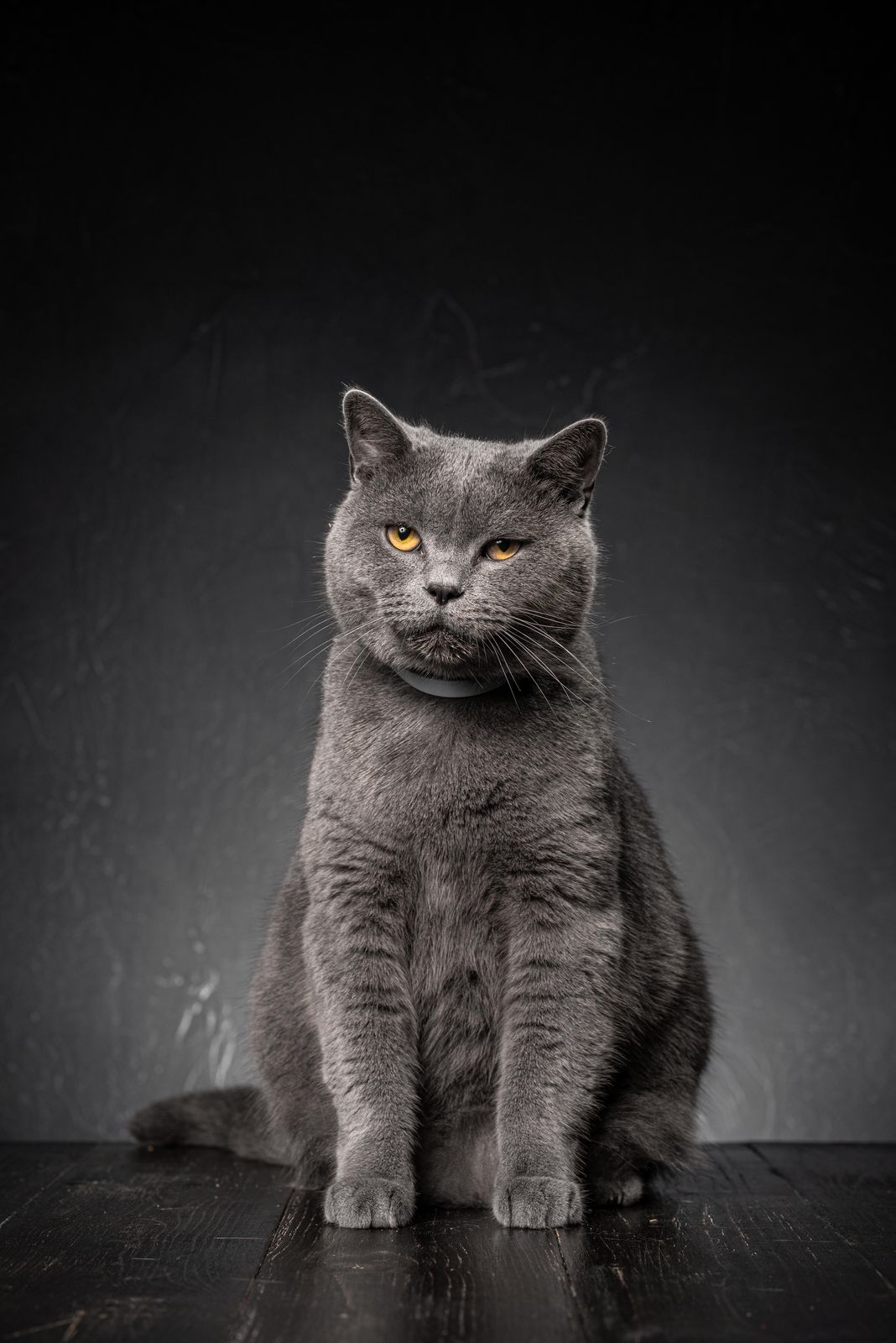 Majestic Grey Cat Portrait Wall Art