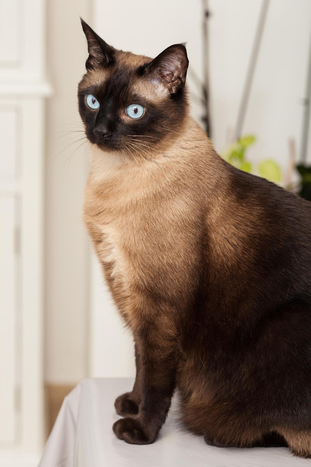Siamese Cat Blue Eyes Regal Portrait Wall Art
