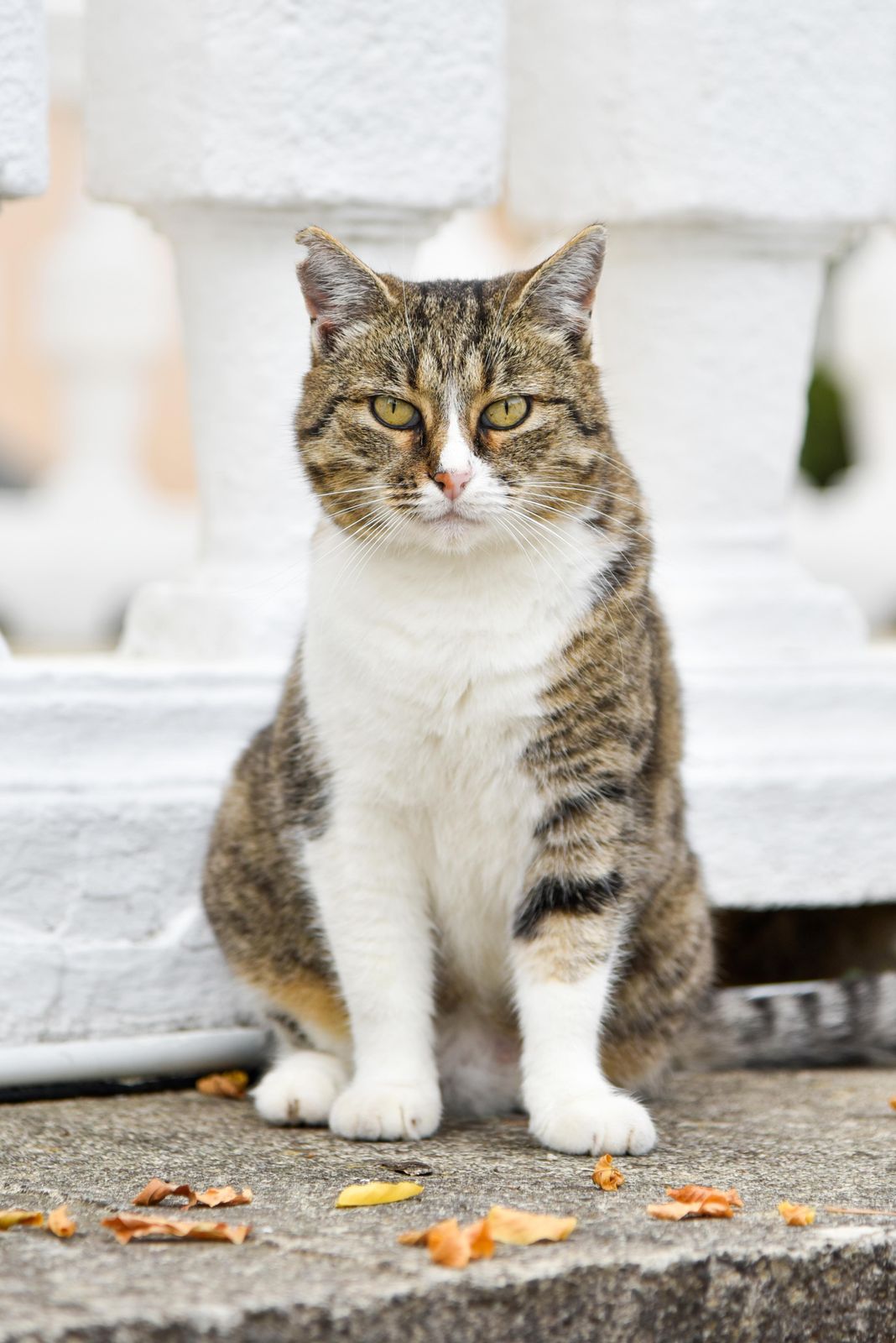 Majestic Tabby Cat Portrait Wall Art