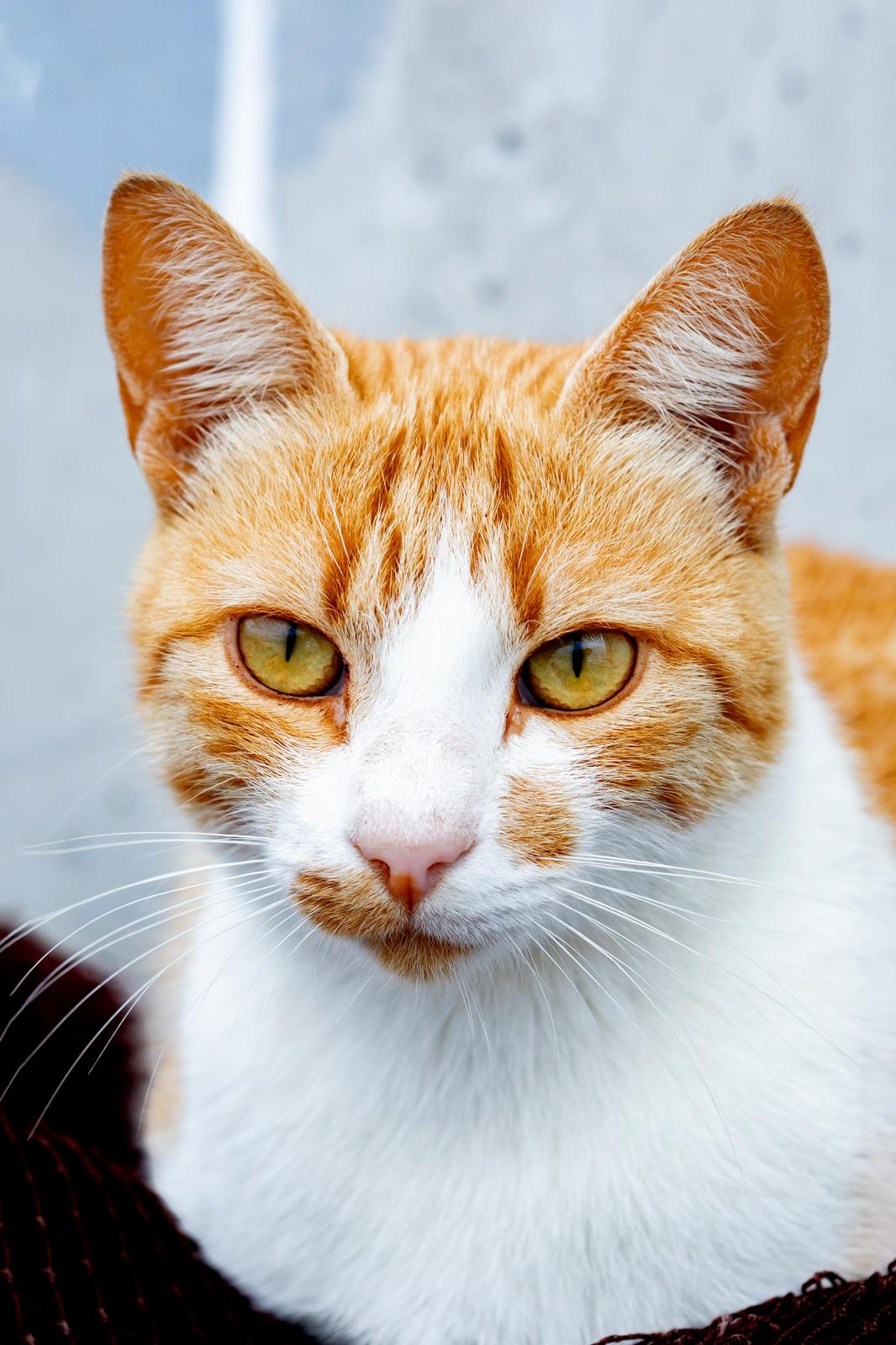 Golden Gaze Ginger Cat Art Wall Art