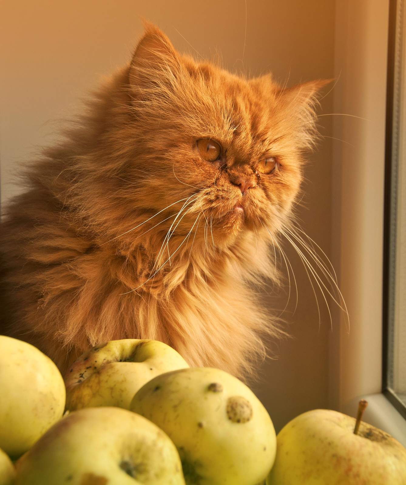 Fluffy Orange Cat & Apples Wall Art