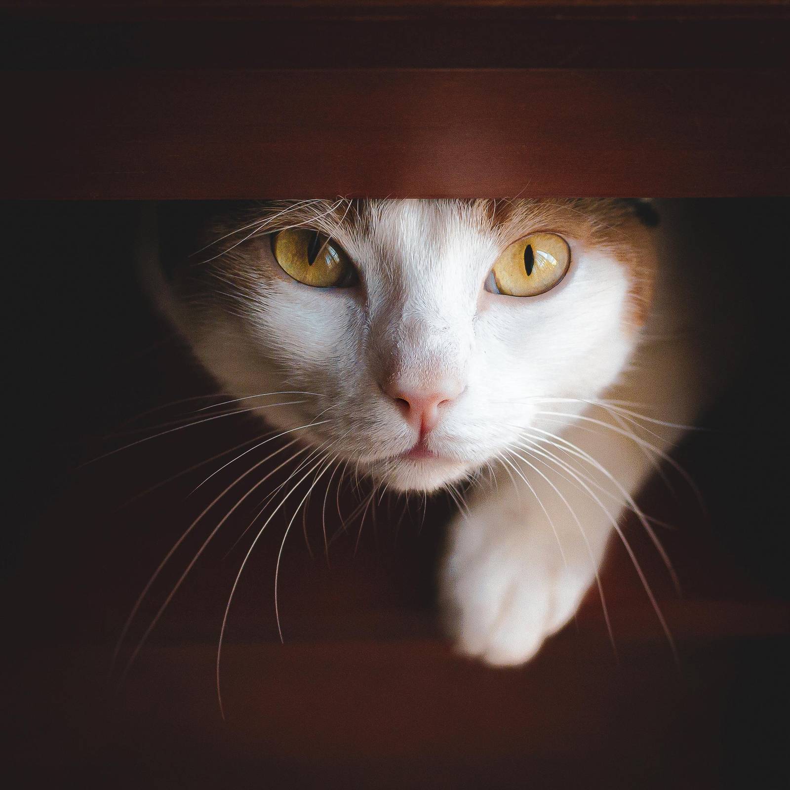 Curious Cat Eyes Wall Art | Pet Art