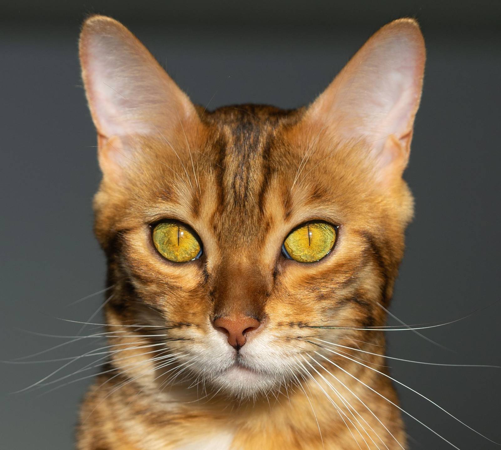 Bengal Cat Portrait Art | Stunning Animal Wall Art