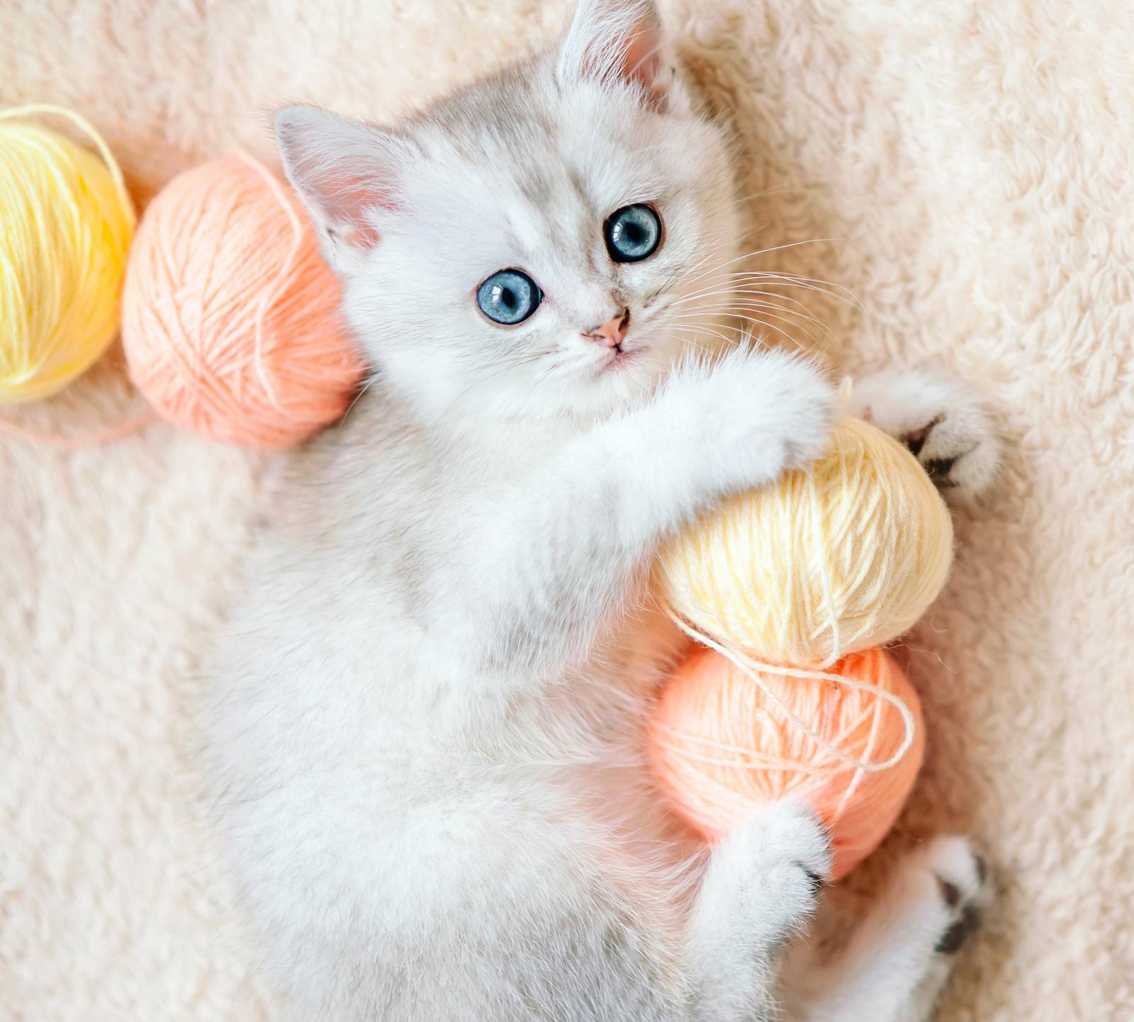 Adorable Kitten & Yarn Wall Art