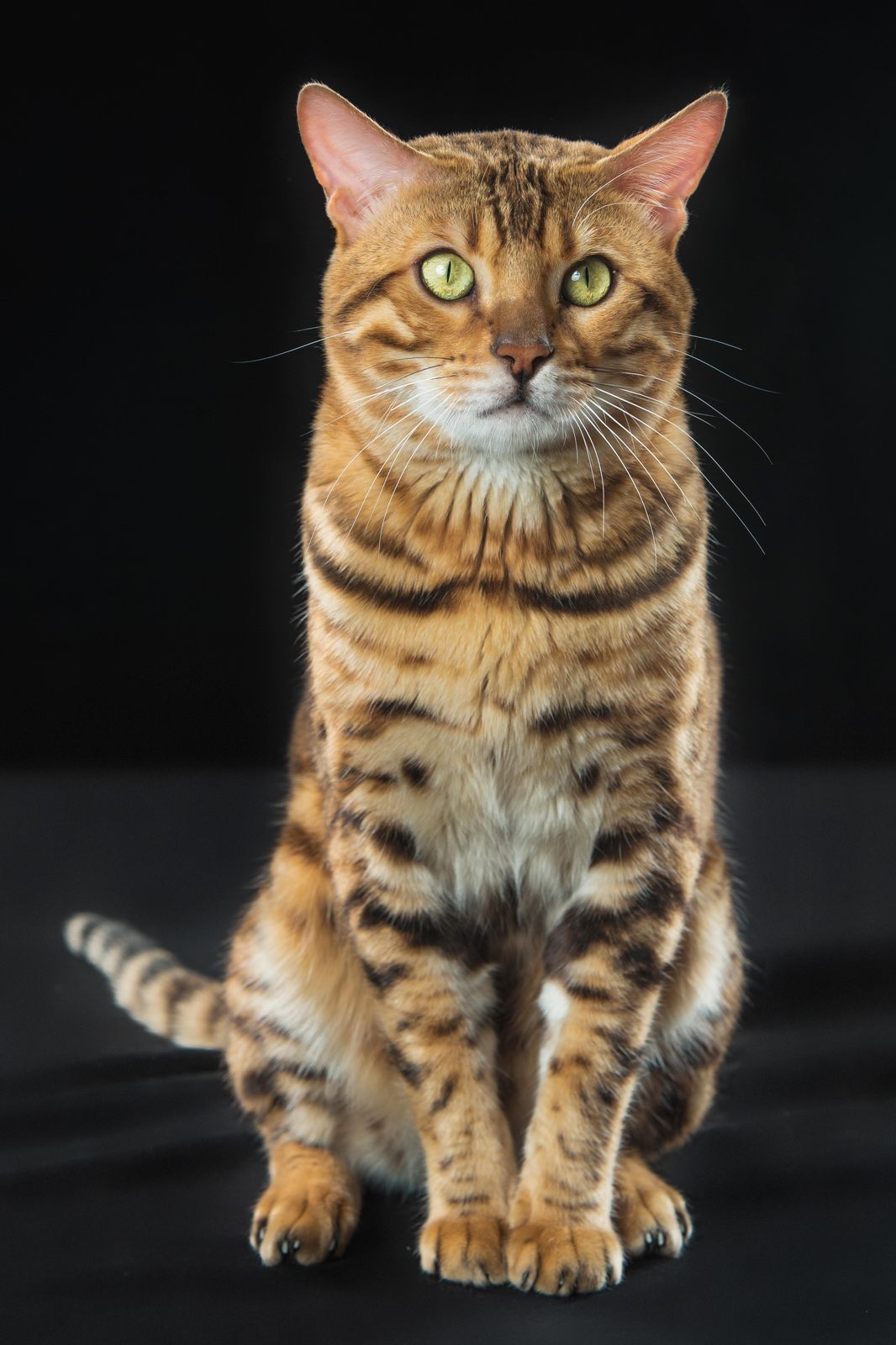 Majestic Bengal Cat Portrait Wall Art