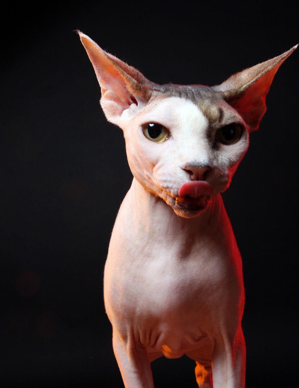 Charming Sphynx Cat Licking Lips Wall Art