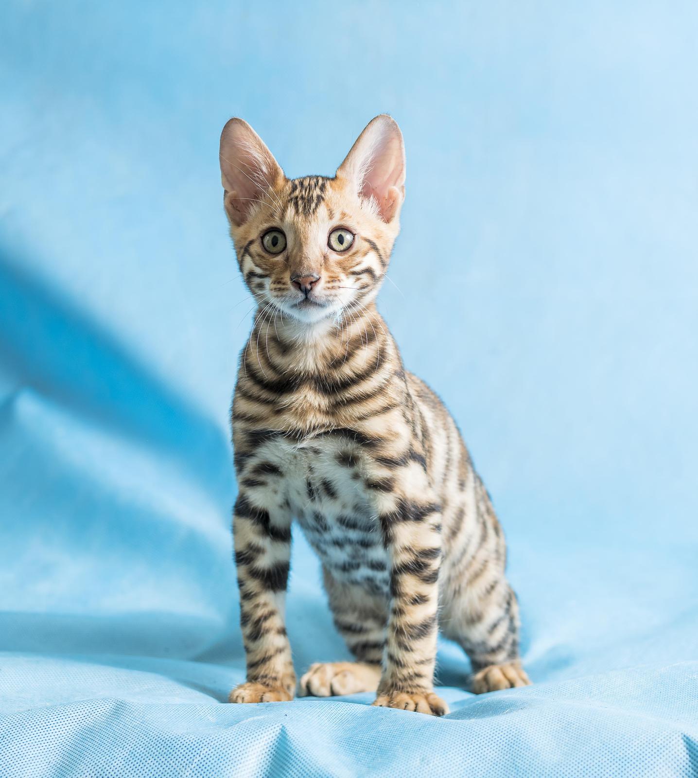 Adorable Bengal Kitten Portrait Wall Art