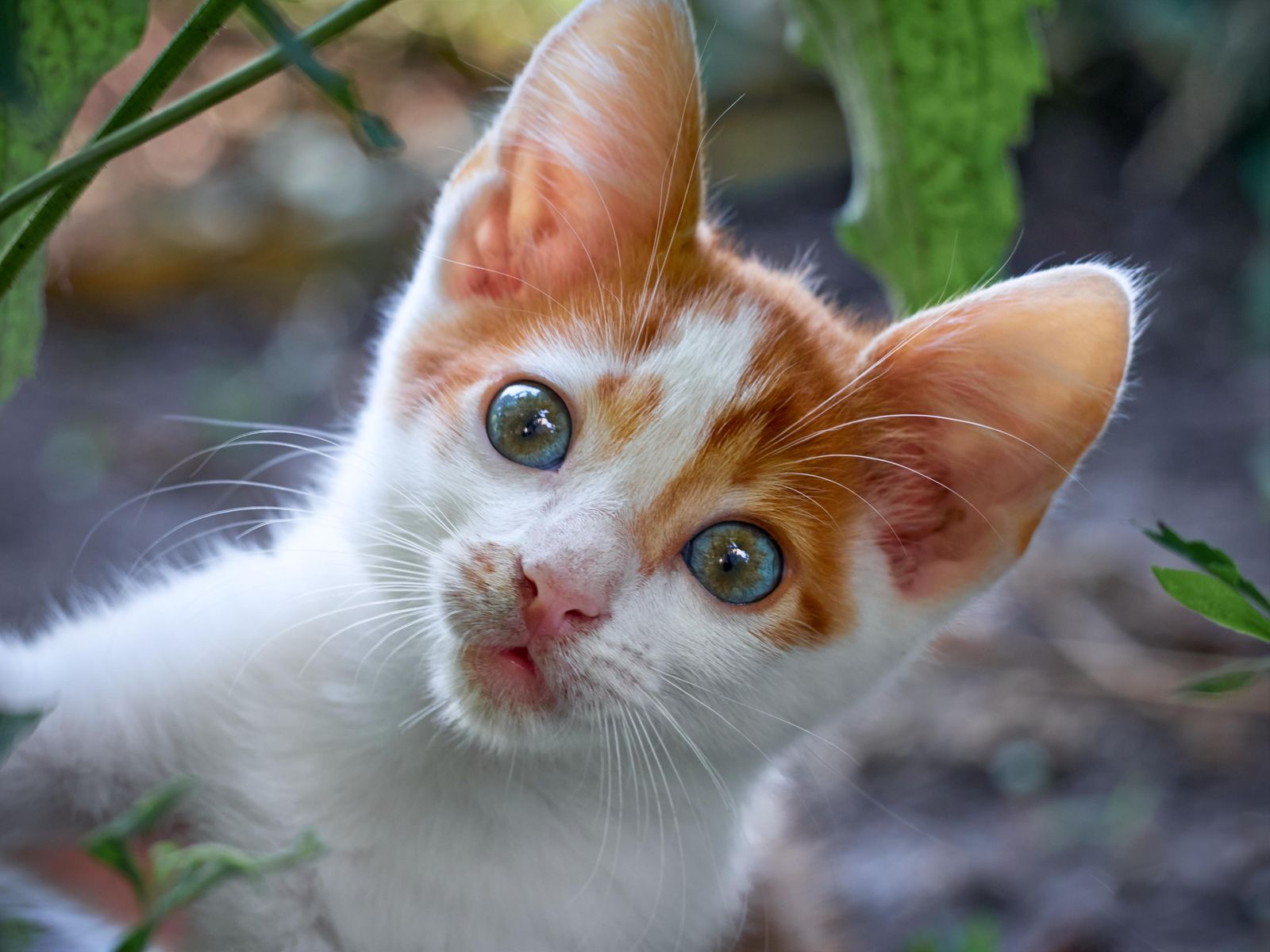 Adorable Kitten with Blue Eyes Wall Art