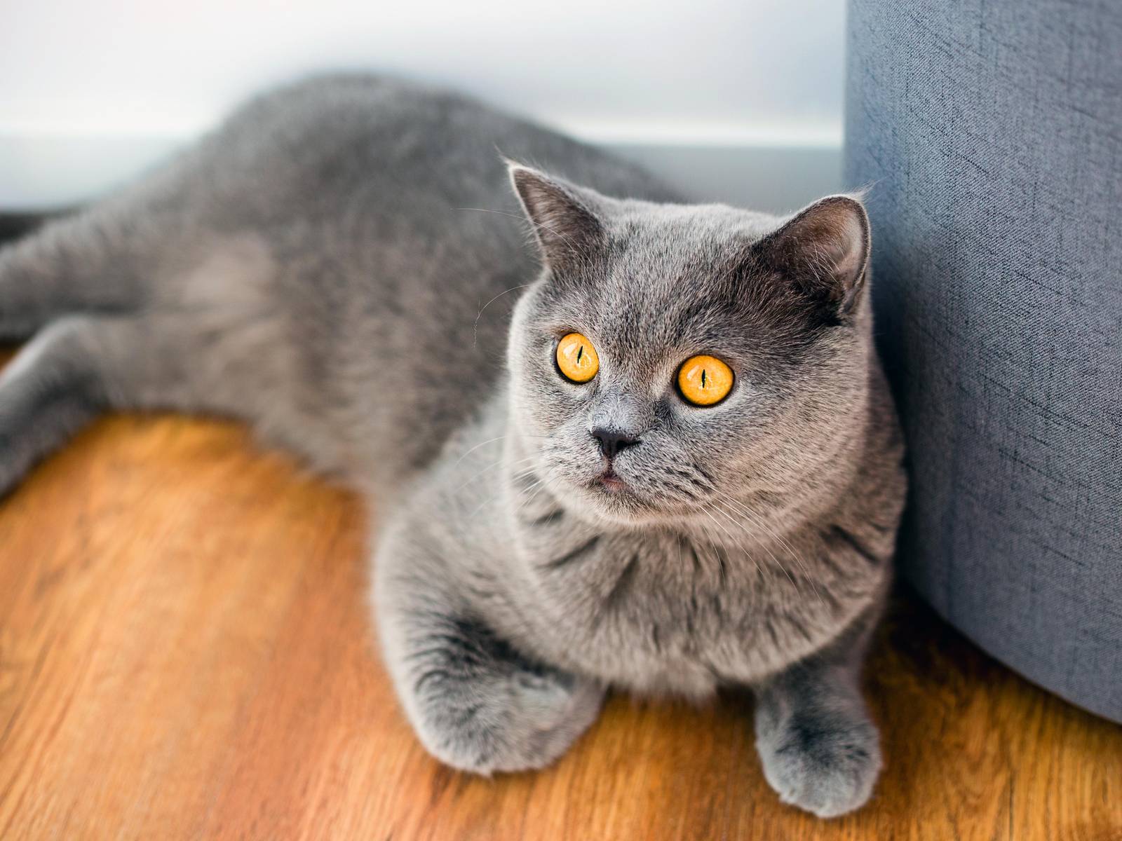 Adorable British Shorthair Cat Wall Art