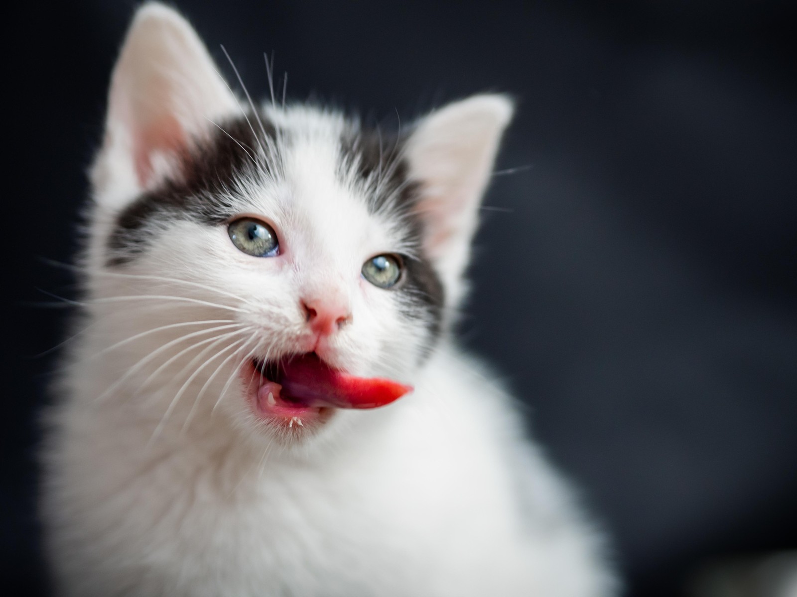 Cute Kitten Licking Lips Wall Art