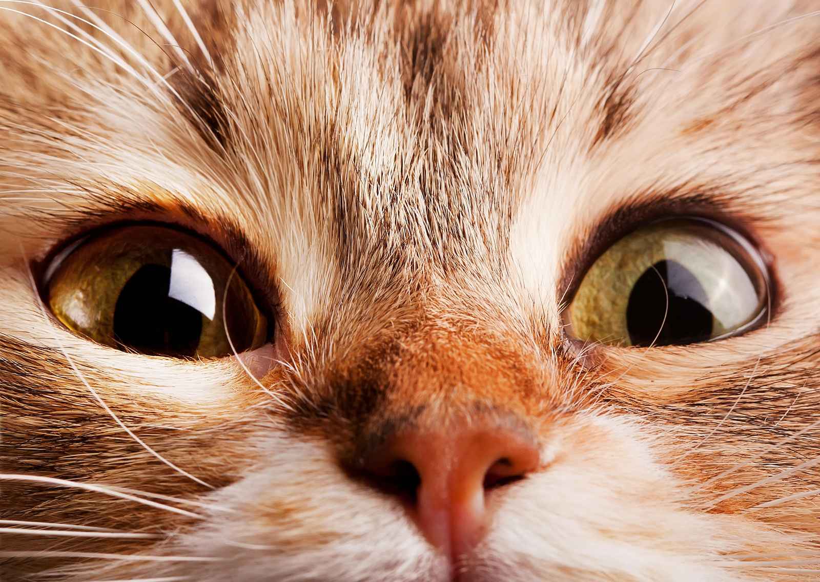 Captivating Cat Eyes Abstract Portrait Wall Art