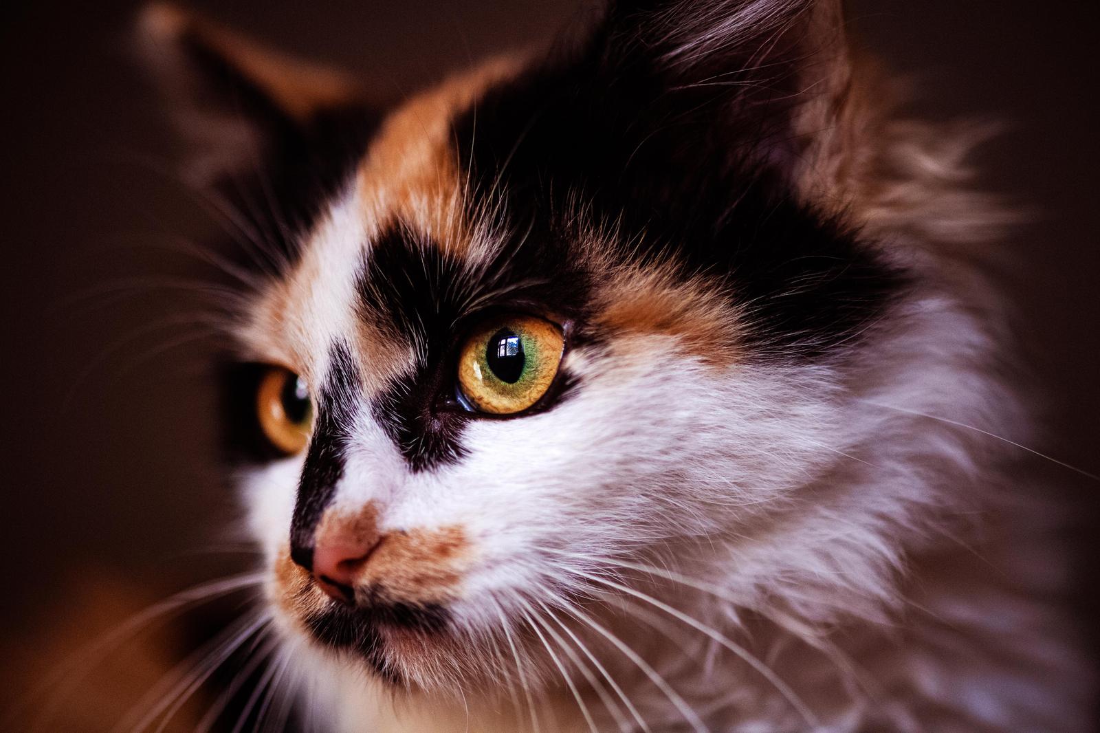 Captivating Calico Cat Portrait Wall Art