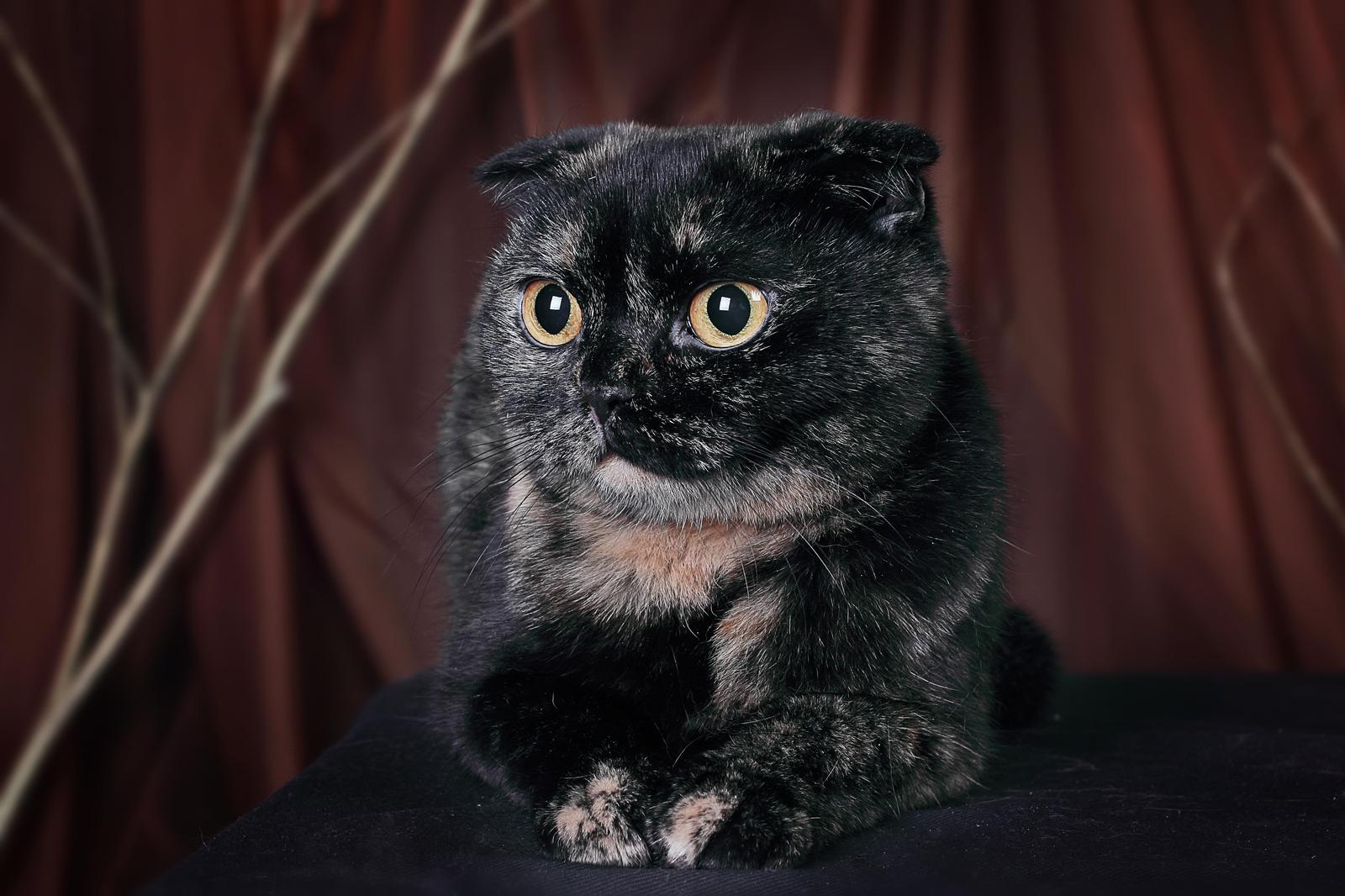 Tortie Scottish Fold Cat Portrait Wall Art