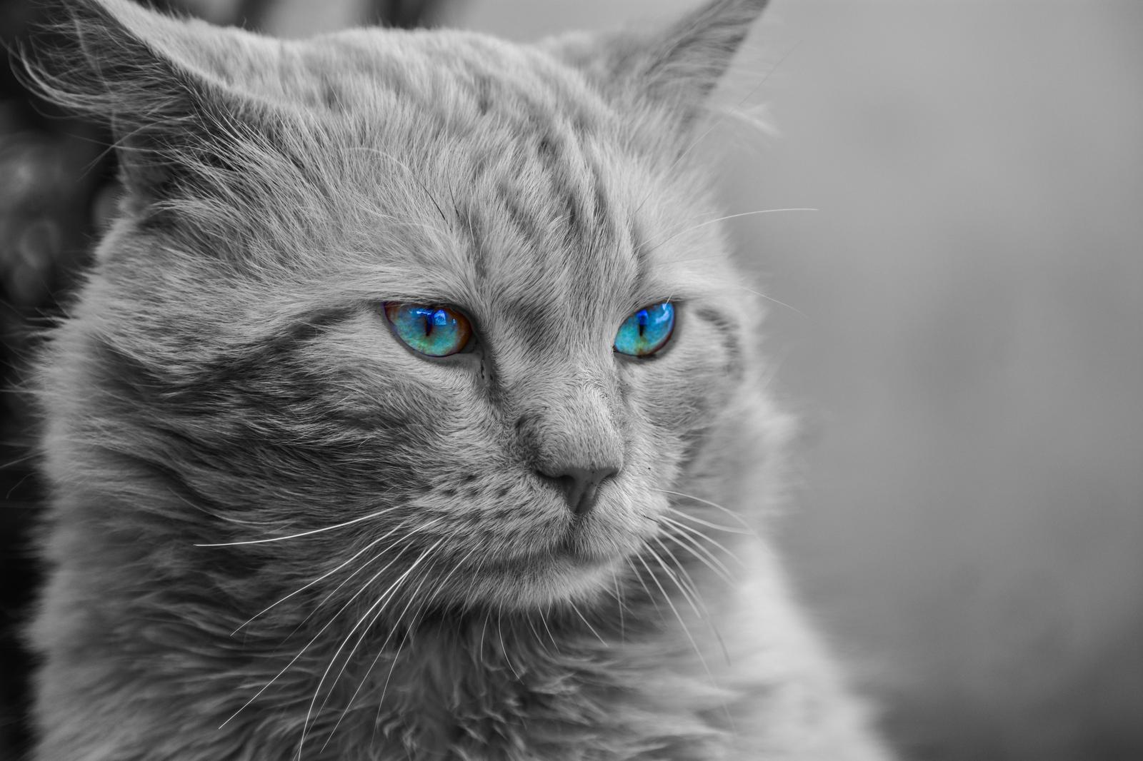 Mesmerizing Blue Eyes Cat Wall Art