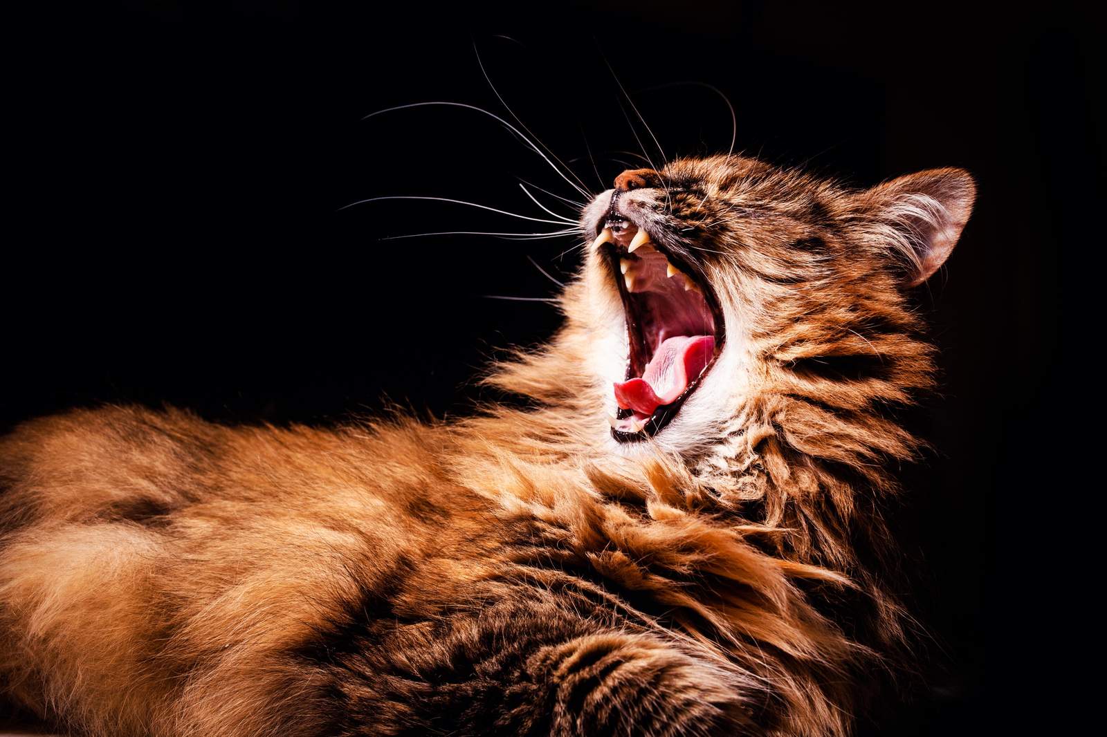 Majestic Feline Yawn Wall Art
